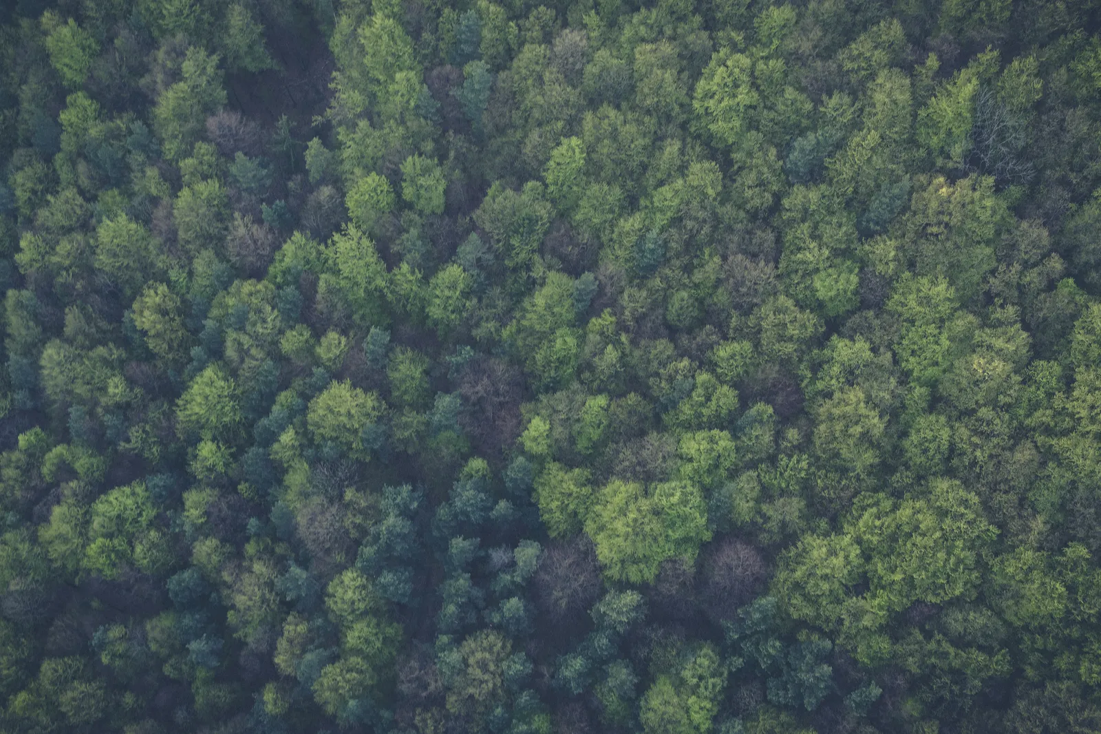 Bosque de pinos — huella de carbono