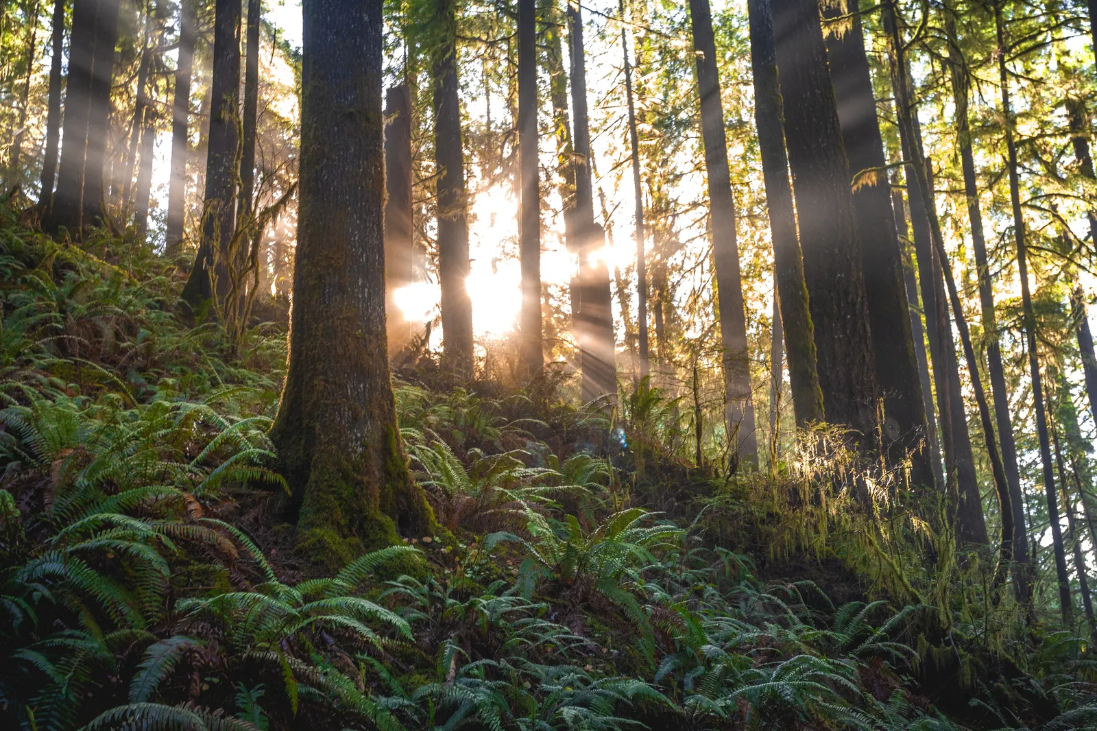 paysage de forêts