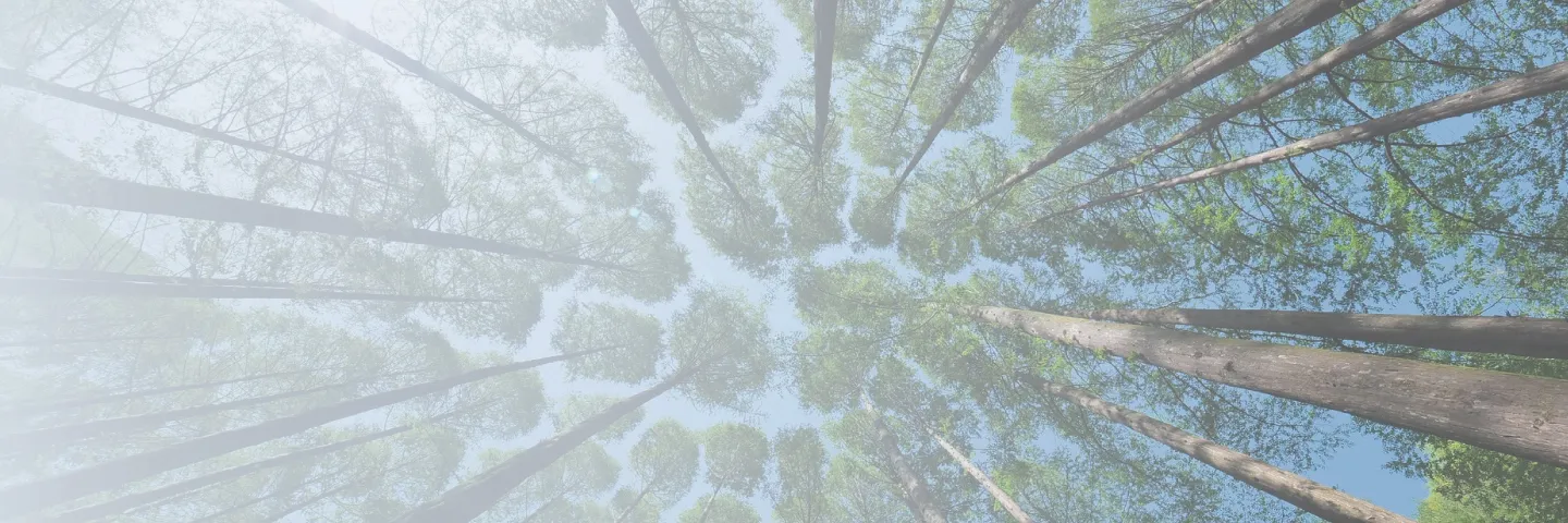 Forêt — bilan carbone personnel